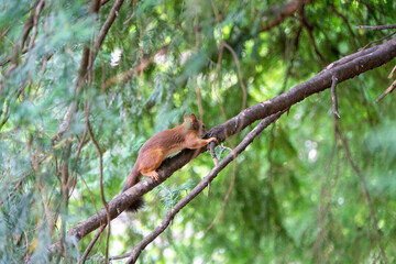 Eichhörnchen klettert auf einem Ast herum