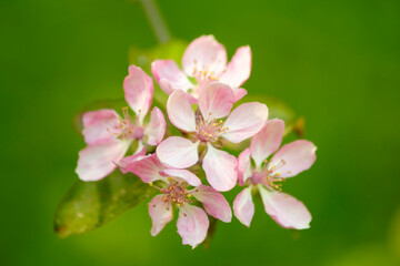 Spring Cherry blossoms, pink flowers. the cherry blossoms are in full bloom, spring flower background
