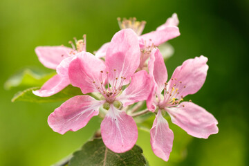 Spring Cherry blossoms, pink flowers. the cherry blossoms are in full bloom, spring flower background