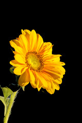 single sunflower isolated on black background