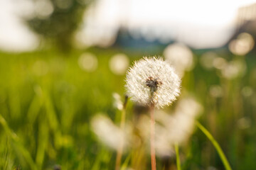 Dandelion in the side and sunset light