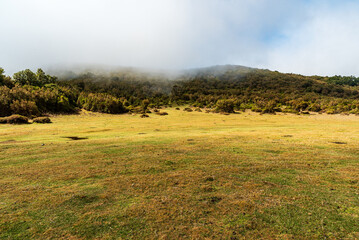 Obraz premium Meadow with Laurel forest on Fanal above in Madeira