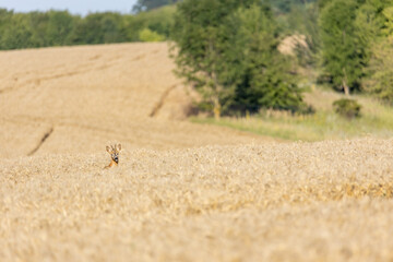 Roe deer in golden yellow wheat field in summer