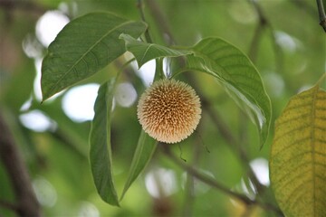 Burflower-tree Plant Burflower on bee