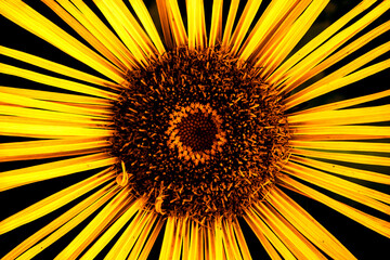 sunflower on black flower art