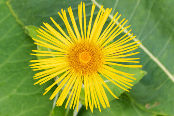 Elecampane (Inula helenium) herb plant