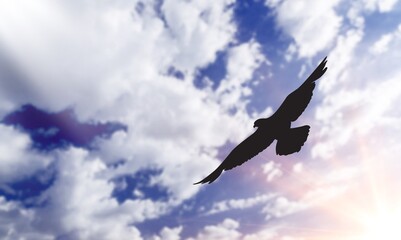 A Bird Silhouette in blue Colorful Clouds