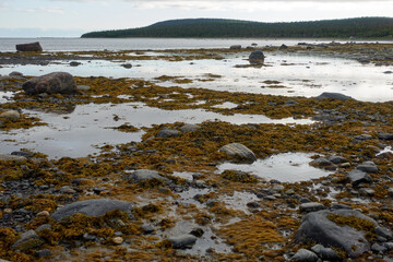 Northern seascape. Tersky coast of the White Sea. Murmansk region, Russia. The White Sea coast in Karelia in summer. Low tide. Littoral.