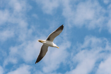 Seagull flying in the blue sky clouds. Peruibe, Brazil. Gull, Laridae, a large gull, isolated on sky background.
