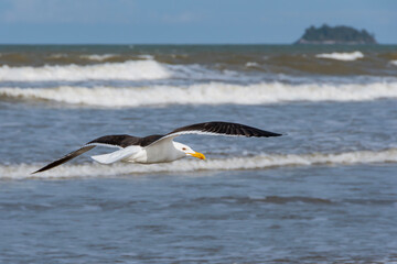 Fototapeta na wymiar Seagull flying next to sea waves on the beach. In the background, the horizon and Antares Island on the coast of the city of Peruíbe, Brazil.