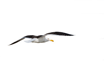 Seagull bird flying alone cutout with no background. Transparent background. png format.