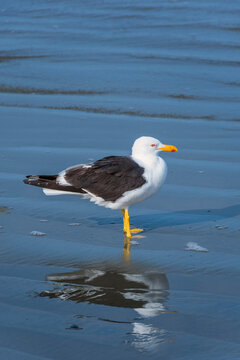 Isolated seagull perched on the beach next to the sea. Peruibe, Brazil.