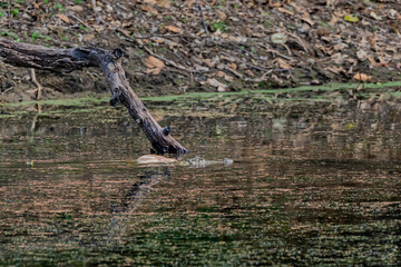 Crocodile with Deer kill