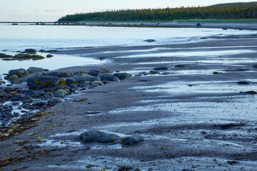 Northern seascape. Tersky coast of the White Sea. Murmansk region, Russia. The White Sea coast in Karelia in summer.