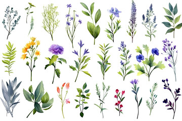Watercolor elements - wildflowers, herbs, flowers, leaf. Garden and wild, forest herb, branches. Isolated on white background. 