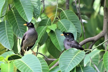 Common Myna Birds or Jungle Myna Birds