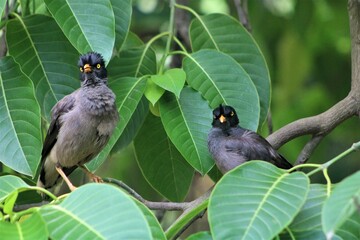 Common Myna Birds or Jungle Myna Birds