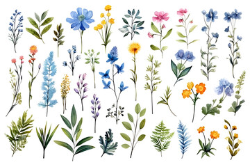Watercolor elements - wildflowers, herbs, flowers, leaf. Garden and wild, forest herb, branches. Isolated on white background. 