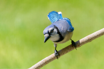 Obraz premium Eastern blue Jay perched on a branch with green background