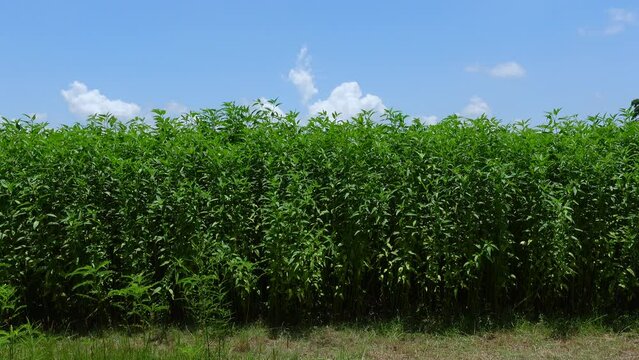 Part of green young jute field on blue sky background. Green young jute trees sway in the summer breeze. 