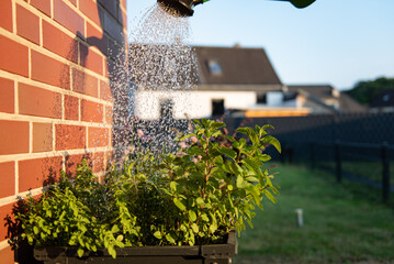 Woman waters plants