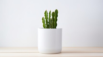 Green cactus houseplant in white ceramic pot - Powered by Adobe