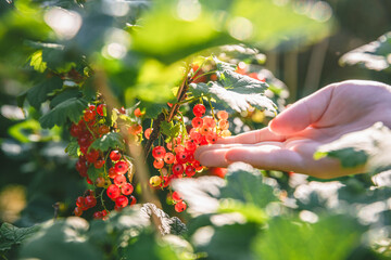 Beautiful clusters of red currants in the sun. harvest, garden, agriculture