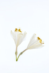 Two white hosta flowers on a white background.