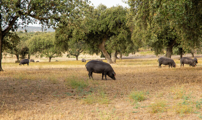 Cerdo ibérico alimentándose en la dehesa extremeña, entre encinas, en una mañana de verano.