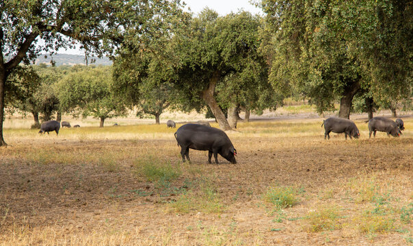 Cerdo ib&eacute;rico aliment&aacute;ndose en la dehesa extreme&ntilde;a, entre encinas, en una ma&ntilde;ana de verano.