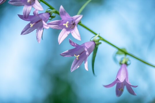 purple bellflower flowers. nature, summer