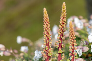 Close up of navelwort (umbilicus rupestris) flowers in bloom