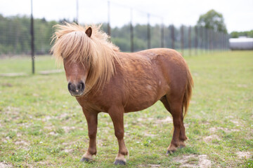 Mini horse