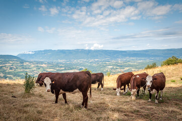 Troupeau de vaches Abondance en pature en Savoie