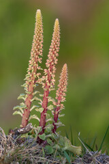 Close up of navelwort (umbilicus rupestris) flowers in bloom