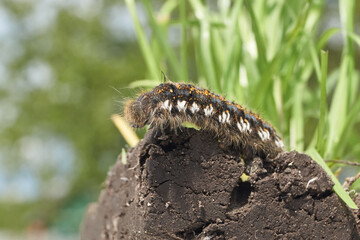 Caterpillar of a large butterfly of the cocoonweaver family - Herbal cocoonweaver (lat. Euthrix potatoria). Spring.