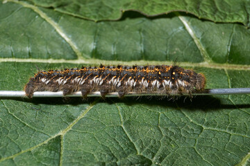 Caterpillar of a large butterfly of the cocoonweaver family - Herbal cocoonweaver (lat. Euthrix potatoria). Spring.