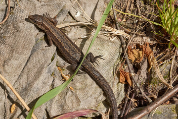 A quick or ordinary lizard basks in the garden under the rays of the spring sun. Quick lizard, or an ordinary lizard (lat. Lacerta agilis) is a species of lizard from the family of true lizards.