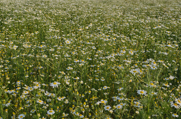 In the foreground are delicate blooming white daisies against a blurry background of a whole summer field of these flowers. Natural backgrounds, cultivation of pharmaceutical plants, medicinal herbs