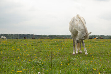 horse graze on green summer grass meadow summer photo
