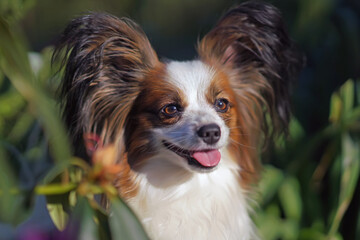 The portrait of a cute white and sable Continental Toy Spaniel (Papillon dog) posing outdoors in a garden in summer