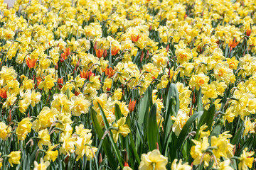 Obraz premium field of flowers yellow and orange