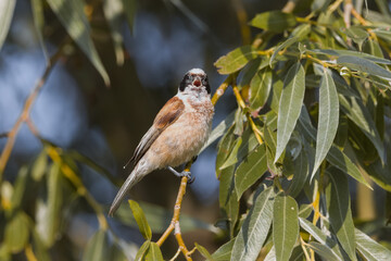 Eurasian penduline tit (Remiz pendulinus) sits on the willow branch and sings into a camera in the summer morning. European penduline tit looks into a camera close-up portrait with an open beak.