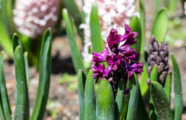 flowers in the garden