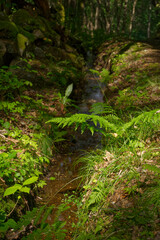 Stream in the forest 
