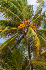 Fototapeta na wymiar Coconut palm tree with yellow coconuts over blue sky..