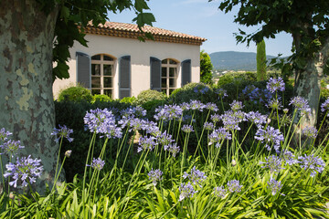Mediterranean garden design and landscaping, Provence, France: Beautifully planted front garden of a winery with violet agapanthus lilies and various green plants and bushes between old plane trees