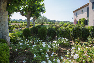 Mediterranean garden design and landscaping, Provence, France: Beautifully planted front garden of a winery with white roses and various green plants and bushes between old plane trees