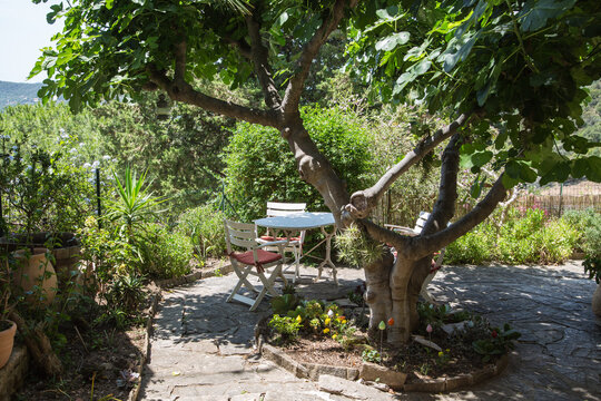 Mediterranean garden design and landscaping, Provence, France:Cozy resting place with table and chairs under a fig tree-terrace with nature flagstones, terracotta pots, perennials, palms, green plants