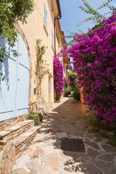 Mediterranean garden design and landscaping, Provence, France: Beautiful alley with natural stone paving and lush blooming bougainvilleas and green plants in a small village 
